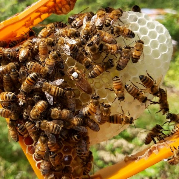 Mehiläisemo kennossa mehiläisten kanssa