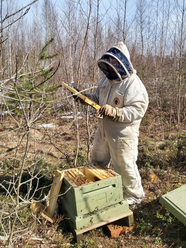 Mehiläistenhoitaja tarkistaa mehiläispesän